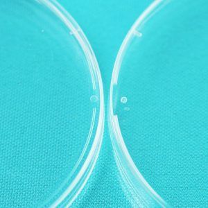 100 x 15 mm Petri Dish, Slippable, sterile